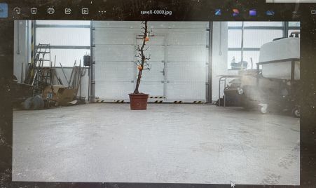 Fruit tree