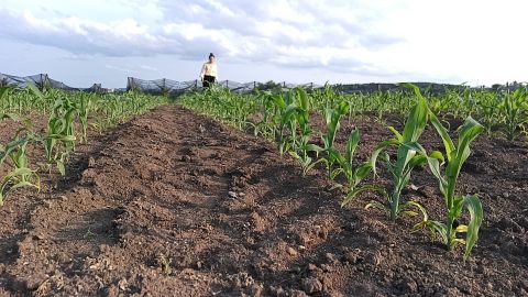 Maize field
