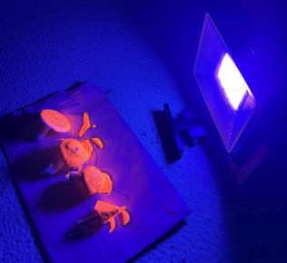 Gloving maashrooms
