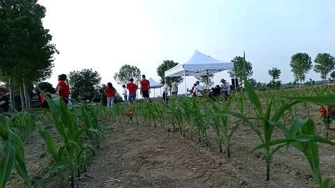Matty M03 (backup) view of the maize field